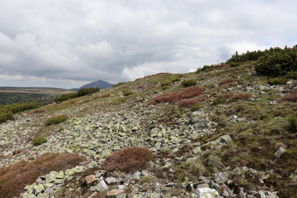 Špindlerův Mlýn, 16.6.2020
Luční hora, severní svah. Biotop kovaříka Sericus subaeneus.
Mots-clés: Špindlerův Mlýn Krkonoše Luční hora Sericus subaeneus Pheletes aeneoniger