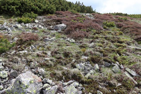 Špindlerův Mlýn, 16.6.2020
Luční hora, severní svah. Biotop kovaříka Sericus subaeneus.
Klíčová slova: Špindlerův Mlýn Krkonoše Luční hora Sericus subaeneus Pheletes aeneoniger