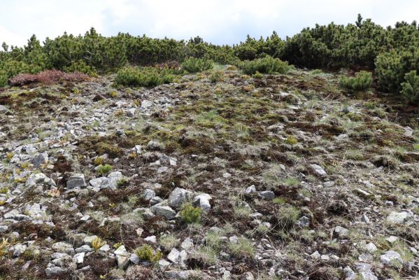 Špindlerův Mlýn, 16.6.2020
Luční hora, severní svah. Biotop kovaříka Sericus subaeneus.
Klíčová slova: Špindlerův Mlýn Krkonoše Luční hora Sericus subaeneus Pheletes aeneoniger