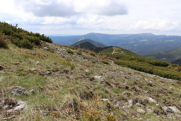 Špindlerův Mlýn, 16.6.2020
Luční hora, severní svah. Pohled na západní část Krkonoš.
Mots-clés: Špindlerův Mlýn Krkonoše Luční hora Sericus subaeneus Pheletes aeneoniger