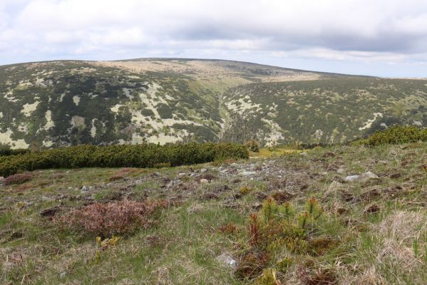 Špindlerův Mlýn, 16.6.2020
Luční hora, severní svah. Pohled na Stříbrný hřbet.
Mots-clés: Špindlerův Mlýn Krkonoše Luční hora Stříbrný hřbet Sericus subaeneus Pheletes aeneoniger
