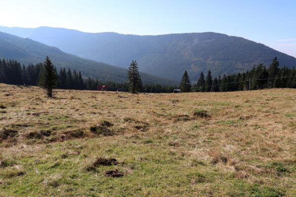 Špindlerův Mlýn, 16.9.2020
Krkonoše, Slezské sedlo. Pastvina pod Erlenbachovou boudou. Pohled na Kozí hřbety.
Klíčová slova: Špindlerův Mlýn Krkonoše Slezské sedlo Erlenbachova bouda pastvina