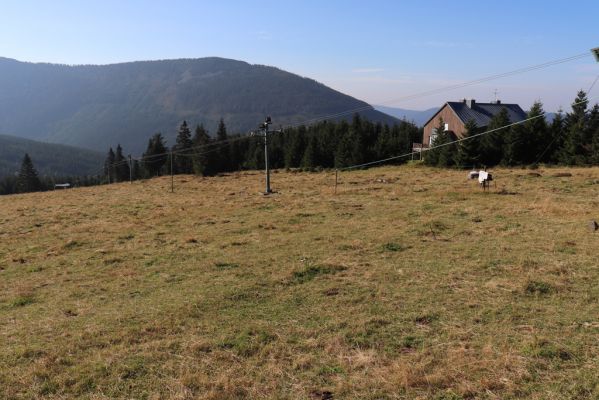 Špindlerův Mlýn, 16.9.2020
Krkonoše, Slezské sedlo. Pastvina pod Erlenbachovou boudou.
Klíčová slova: Špindlerův Mlýn Krkonoše Slezské sedlo Erlenbachova bouda pastvina