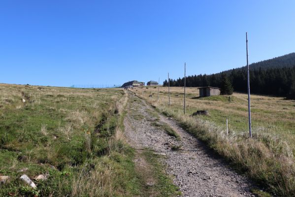 Špindlerův Mlýn, 16.9.2020
Krkonoše, Slezské sedlo. Pastvina pod Špindlerovou boudou.
Keywords: Špindlerův Mlýn Krkonoše Slezské sedlo Špindlerovka Špindlerova bouda Lužická bouda