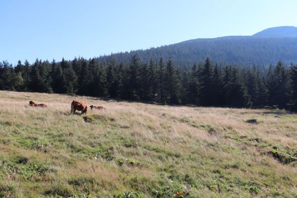 Špindlerův Mlýn, 16.9.2020
Krkonoše, Slezské sedlo. Pastvina pod Špindlerovou boudou.
Klíčová slova: Špindlerův Mlýn Krkonoše Slezské sedlo Špindlerovka Špindlerova bouda Lužická bouda