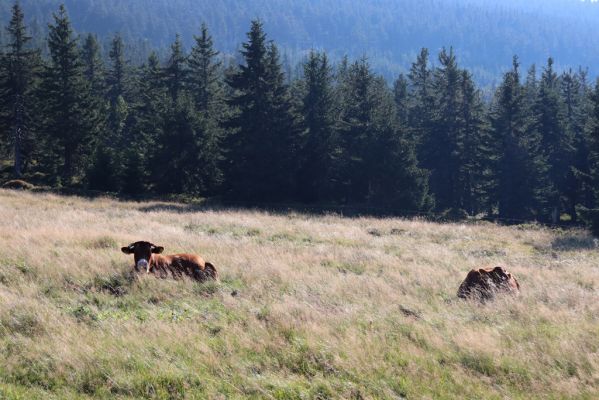 Špindlerův Mlýn, 16.9.2020
Krkonoše, Slezské sedlo. Pastvina pod Špindlerovou boudou.
Keywords: Špindlerův Mlýn Krkonoše Slezské sedlo Špindlerovka Špindlerova bouda Lužická bouda
