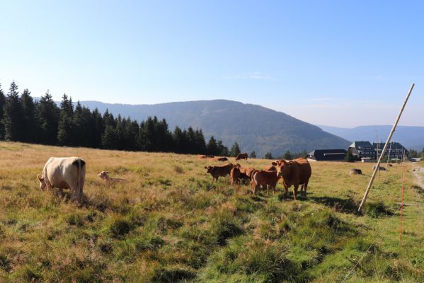Špindlerův Mlýn, 16.9.2020
Krkonoše, Slezské sedlo. Pastvina pod Špindlerovou boudou.
Klíčová slova: Špindlerův Mlýn Krkonoše Slezské sedlo Špindlerovka Špindlerova bouda Lužická bouda