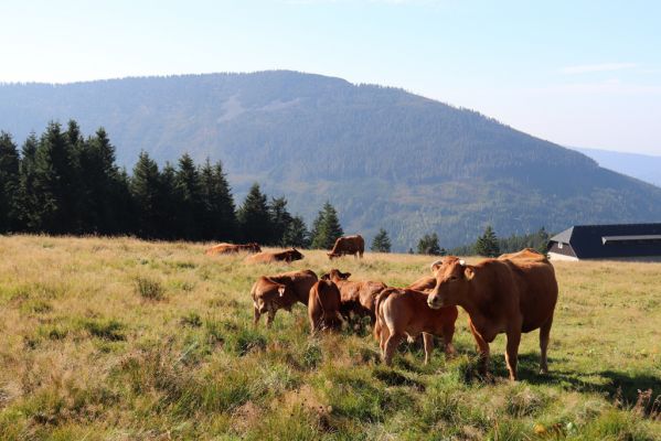 Špindlerův Mlýn, 16.9.2020
Krkonoše, Slezské sedlo. Pastvina pod Špindlerovou boudou.
Klíčová slova: Špindlerův Mlýn Krkonoše Slezské sedlo Špindlerovka Špindlerova bouda Lužická bouda