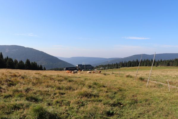 Špindlerův Mlýn, 16.9.2020
Krkonoše, Slezské sedlo. Pastvina pod Špindlerovou boudou.
Klíčová slova: Špindlerův Mlýn Krkonoše Slezské sedlo Špindlerovka Špindlerova bouda Lužická bouda