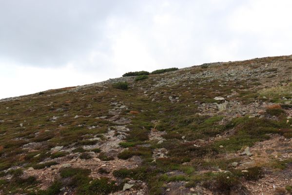 Pec pod Sněžkou, 16.9.2020
Krkonoše, jižní hřbet Sněžky.
Schlüsselwörter: Pec pod Sněžkou Krkonoše Sněžka Sericus subaeneus Liotrichus affinis Hypnoidus consobrinus