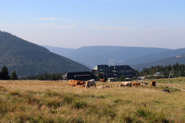 Špindlerův Mlýn, 16.9.2020
Krkonoše, Slezské sedlo. Pastvina pod Špindlerovou boudou.
Klíčová slova: Špindlerův Mlýn Krkonoše Slezské sedlo Špindlerovka Špindlerova bouda Lužická bouda