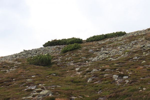 Pec pod Sněžkou, 16.9.2020
Krkonoše, jižní hřbet Sněžky.
Klíčová slova: Pec pod Sněžkou Krkonoše Sněžka Sericus subaeneus Liotrichus affinis Hypnoidus consobrinus