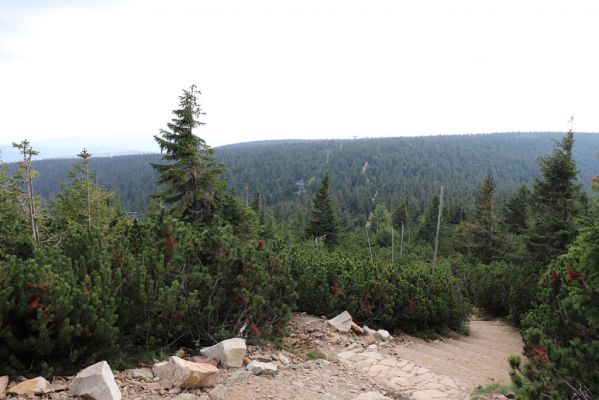 Pec pod Sněžkou, 16.9.2020
Krkonoše, turistický chodník ze Sněžky na Růžovou horu.
Klíčová slova: Pec pod Sněžkou Krkonoše Sněžka Růžová hora
