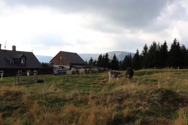 Pec pod Sněžkou, 16.9.2020
Krkonoše, Růžohorky, Děčínská bouda, pastvina.
Klíčová slova: Pec pod Sněžkou Krkonoše Růžová hora Růžohorky Děčínská bouda Studniční hora