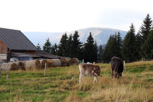 Pec pod Sněžkou, 16.9.2020
Krkonoše, Růžohorky, Děčínská bouda, pastvina.
Klíčová slova: Pec pod Sněžkou Krkonoše Růžová hora Růžohorky Děčínská bouda Studniční hora