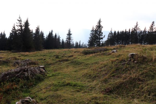 Pec pod Sněžkou, 16.9.2020
Krkonoše, Růžohorky, pastvina.
Klíčová slova: Pec pod Sněžkou Krkonoše Růžová hora Růžohorky pastvina