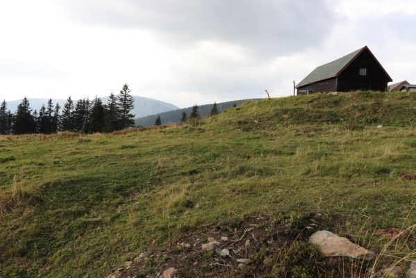Pec pod Sněžkou, 16.9.2020
Krkonoše, Růžohorky, pastvina.
Keywords: Pec pod Sněžkou Krkonoše Růžová hora Růžohorky pastvina