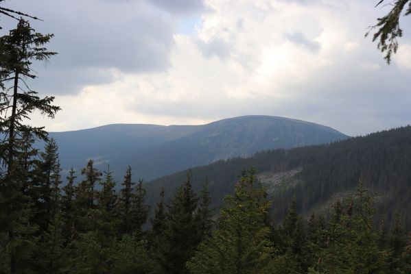 Pec pod Sněžkou, 16.9.2020
Krkonoše, Růžohorky. Pohled na Studniční horu.
Klíčová slova: Pec pod Sněžkou Krkonoše Růžová hora Růžohorky Studniční hora