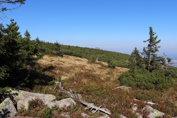 Karpacz, 16.9.2020
Krkonoše, Stříbrný hřeben. Pohled Polední kameny - Slonecznik.
Keywords: Karpacz Krkonoše Stříbrný hřeben Polední kameny Slonecznik