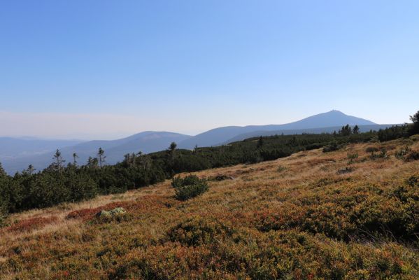 Karpacz, 16.9.2020
Krkonoše, Stříbrný hřeben. Pohled Sněžku.
Klíčová slova: Karpacz Krkonoše Stříbrný hřeben Sněžka