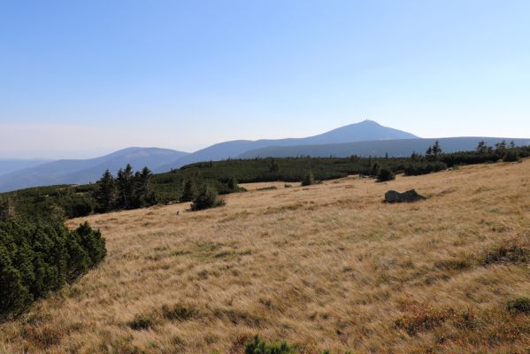 Karpacz, 16.9.2020
Krkonoše, Stříbrný hřeben. Pohled Sněžku.
Keywords: Karpacz Krkonoše Stříbrný hřeben Sněžka