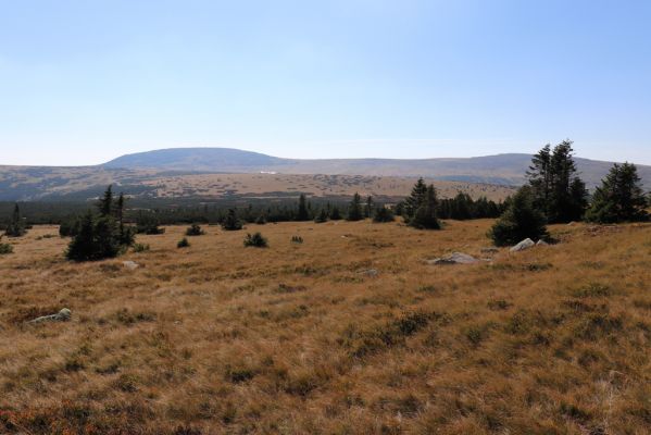 Karpacz, 16.9.2020
Krkonoše, Stříbrný hřeben. Pohled Studniční horu.
Klíčová slova: Karpacz Krkonoše Stříbrný hřeben Studniční hora