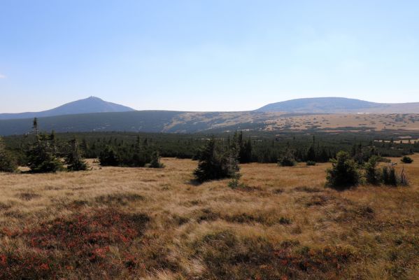 Karpacz, 16.9.2020
Krkonoše, Stříbrný hřeben. Pohled Sněžku a Studniční horu.
Klíčová slova: Karpacz Krkonoše Stříbrný hřeben Sněžka Studniční hora