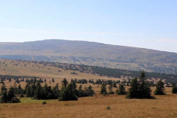 Karpacz, 16.9.2020
Krkonoše, Stříbrný hřeben. Pohled Luční horu.
Keywords: Karpacz Krkonoše Stříbrný hřeben Luční hora