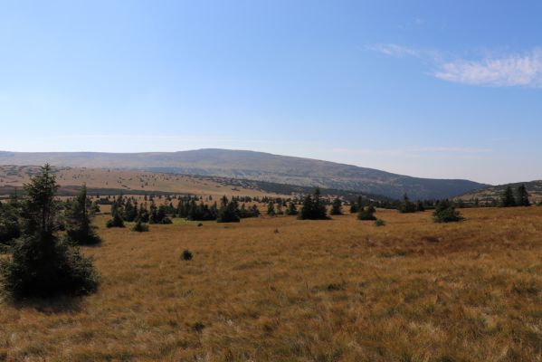 Karpacz, 16.9.2020
Krkonoše, Stříbrný hřeben. Pohled Luční horu.
Mots-clés: Karpacz Krkonoše Stříbrný hřeben Luční hora