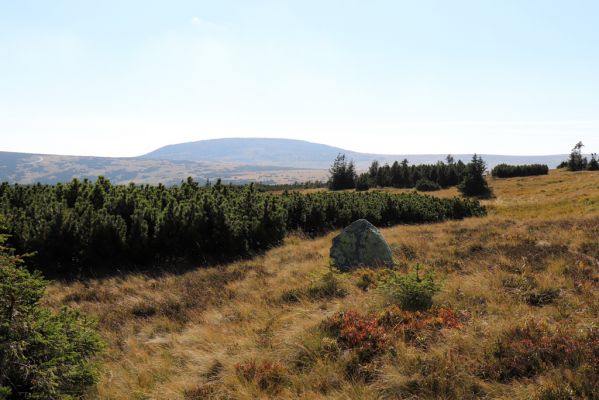 Karpacz, 16.9.2020
Krkonoše, Stříbrný hřeben. Pohled Studniční horu.
Keywords: Karpacz Krkonoše Stříbrný hřeben Studniční hora