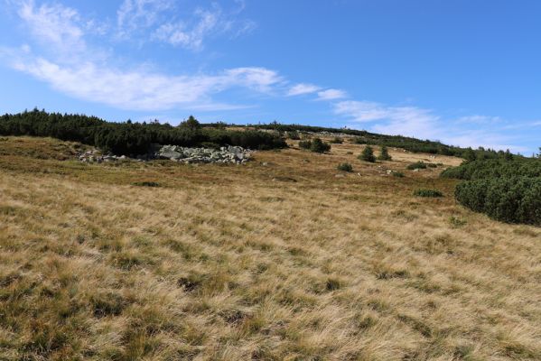 Karpacz, 16.9.2020
Krkonoše, Stříbrný hřeben. Pohled Stříbrný hřbet.
Keywords: Karpacz Krkonoše Stříbrný hřeben Stříbrný hřbet