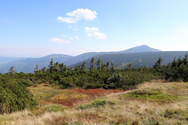 Karpacz, 16.9.2020
Krkonoše, Stříbrný hřeben. Pohled Sněžku.
Mots-clés: Karpacz Krkonoše Stříbrný hřeben Sněžka