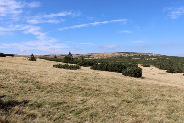 Karpacz, 16.9.2020
Krkonoše, Stříbrné návrší. Pohled Stříbrný hřeben.
Schlüsselwörter: Karpacz Krkonoše Stříbrné návrší Stříbrný hřeben