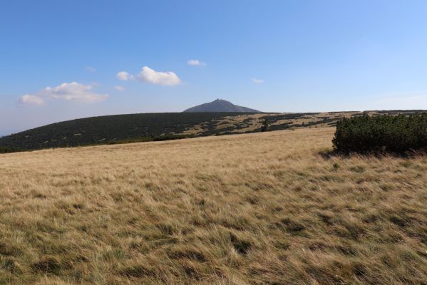 Karpacz, 16.9.2020
Krkonoše, Stříbrné návrší. Pohled Sněžku.
Keywords: Karpacz Krkonoše Stříbrné návrší Sněžka