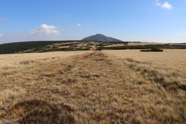 Karpacz, 16.9.2020
Krkonoše, Stříbrné návrší. Pohled Sněžku.
Keywords: Karpacz Krkonoše Stříbrné návrší Sněžka