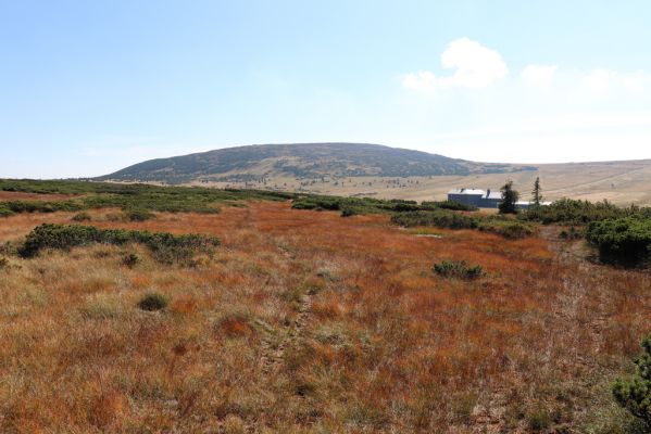 Špindlerův Mlýn, 16.9.2020
Krkonoše, Stříbrné návrší. Pohled na Luční boudu a Studniční horu.
Klíčová slova: Špindlerův Mlýn Krkonoše Stříbrné návrší Luční bouda Studniční hora