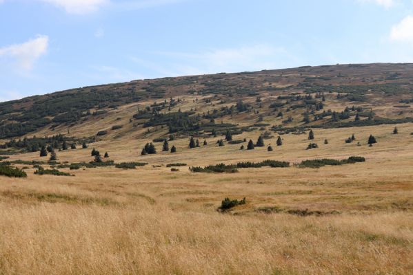 Pec pod Sněžkou, 16.9.2020
Krkonoše, Úpské rašeliniště. Pohled na Studniční horu.
Klíčová slova: Pec pod Sněžkou Krkonoše Úpské rašeliniště Studniční hora