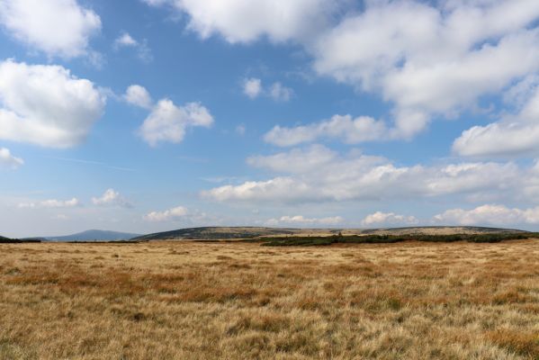 Pec pod Sněžkou, 16.9.2020
Krkonoše, Úpské rašeliniště. Pohled na Stříbrné návrší a Stříbrný hřeben.
Klíčová slova: Pec pod Sněžkou Krkonoše Úpské rašeliniště Stříbrný hřeben Stříbrné návrší