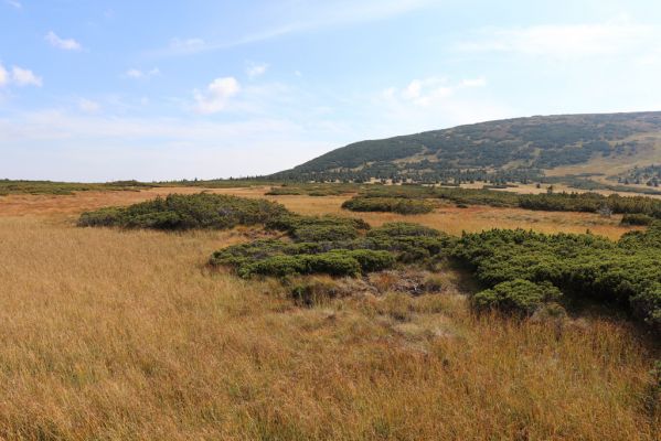 Pec pod Sněžkou, 16.9.2020
Krkonoše, Úpské rašeliniště. Pohled na Studniční horu.
Keywords: Pec pod Sněžkou Krkonoše Úpské rašeliniště Studniční hora