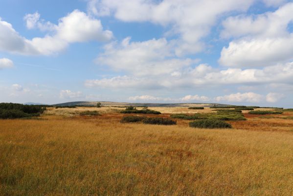 Pec pod Sněžkou, 16.9.2020
Krkonoše, Úpské rašeliniště. Pohled na Stříbrné návrší a Stříbrný hřeben.
Klíčová slova: Pec pod Sněžkou Krkonoše Úpské rašeliniště Stříbrný hřeben Stříbrné návrší