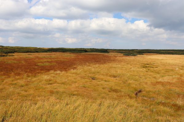 Pec pod Sněžkou, 16.9.2020
Krkonoše, Úpské rašeliniště. 
Klíčová slova: Pec pod Sněžkou Krkonoše Úpské rašeliniště