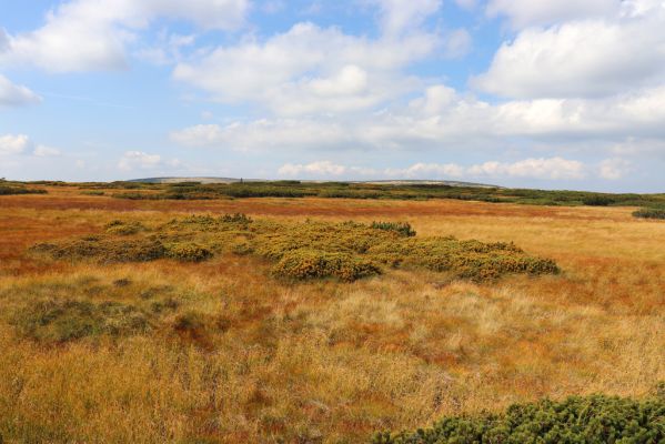 Pec pod Sněžkou, 16.9.2020
Krkonoše, Úpské rašeliniště. Pohled na Stříbrné návrší a Stříbrný hřeben.
Klíčová slova: Pec pod Sněžkou Krkonoše Úpské rašeliniště Stříbrný hřeben Stříbrné návrší