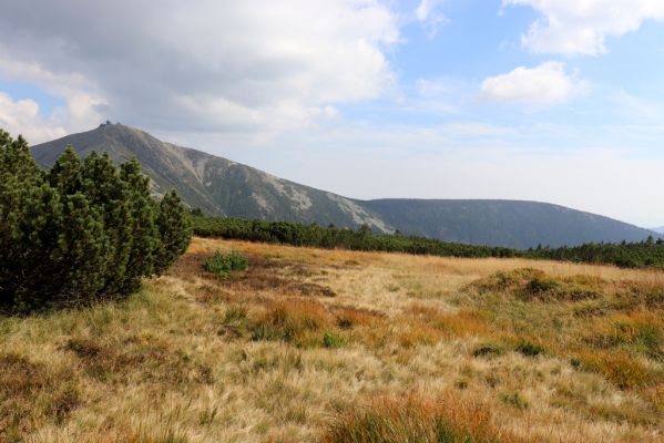 Pec pod Sněžkou, 16.9.2020
Krkonoše, prameny Úpy. Pohled na Sněžku a Růžovou horu.
Klíčová slova: Pec pod Sněžkou Krkonoše Sněžka prameny Úpy Růžová hora
