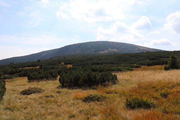 Pec pod Sněžkou, 16.9.2020
Krkonoše, prameny Úpy. Pohled na Studniční horu.
Mots-clés: Pec pod Sněžkou Krkonoše prameny Úpy Studniční hora