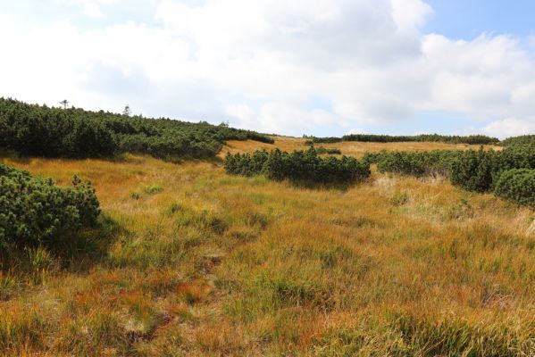 Pec pod Sněžkou, 16.9.2020
Krkonoše, prameny Úpy.
Klíčová slova: Pec pod Sněžkou Krkonoše prameny Úpy