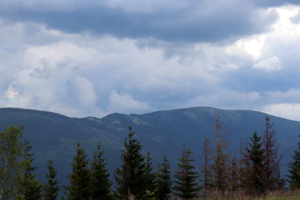 Špindlerův Mlýn, 25.7.2020
Vrch Mechovinec. Pohled na Kozí hřbety a Luční horu.
Klíčová slova: Špindlerův Mlýn vrch Mechovinec Kozí hřbety Luční hora
