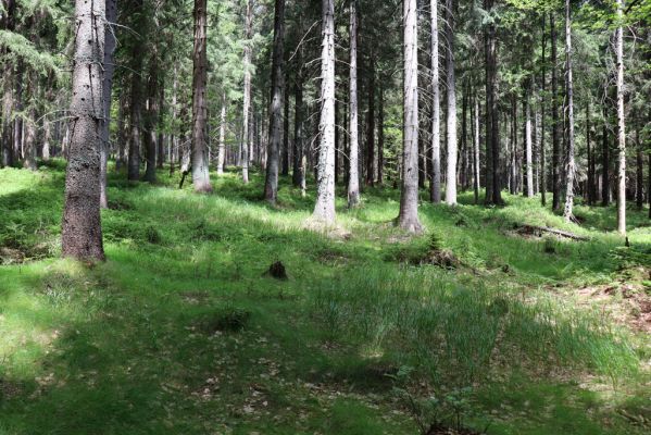Špindlerův Mlýn, 25.7.2020
Les na jižním svahu Mechovince.
Schlüsselwörter: Špindlerův Mlýn Mechovinec Bucharova cesta