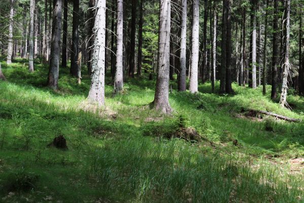 Špindlerův Mlýn, 25.7.2020
Les na jižním svahu Mechovince.
Klíčová slova: Špindlerův Mlýn Mechovinec Bucharova cesta