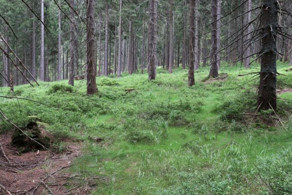 Špindlerův Mlýn, 25.7.2020
Les pod Černou skálou.
Keywords: Špindlerův Mlýn Černá skála Bucharova cesta