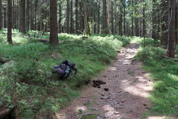 Špindlerův Mlýn, 25.7.2020
Cesta pod Černou skálou.
Klíčová slova: Špindlerův Mlýn Černá skála Bucharova cesta